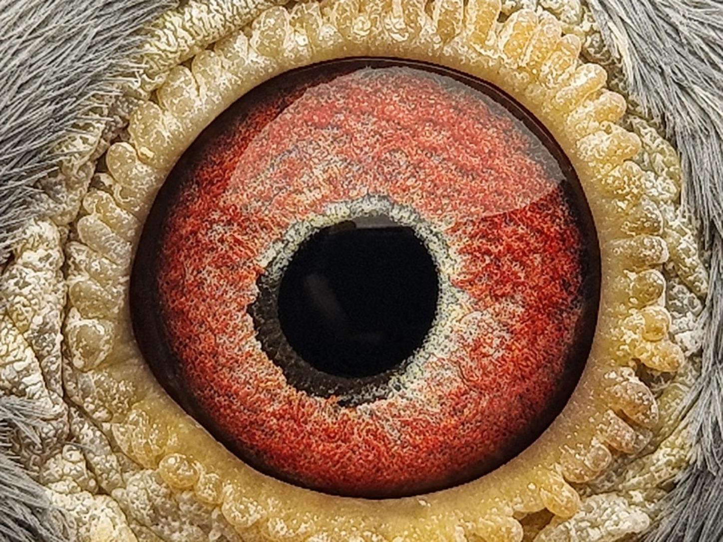 Pigeon eye